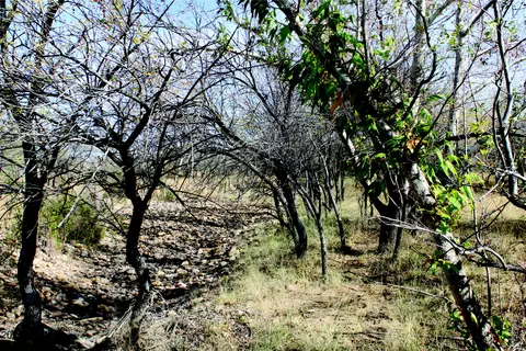 10 E Acres E Roadrunner Lot D Ln #D, Pearce, AZ 85625 photo 2