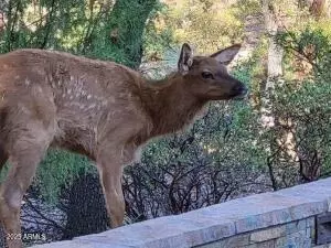 Other - 1201 W Chatham Dr, Payson, AZ 85541 photo 9 of 19