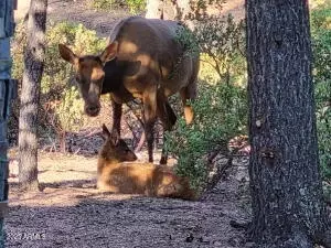 Other - 1201 W Chatham Dr, Payson, AZ 85541 photo 8 of 19