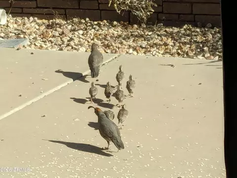 Other - 5561 N Gold Dr, Apache Junction, AZ 85120 photo 4 of 26