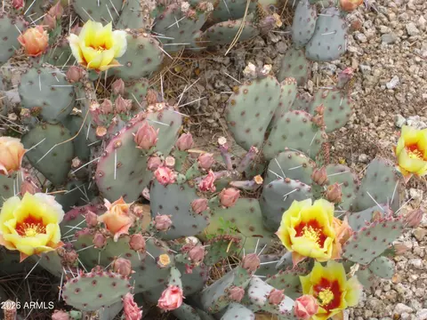 Other - 4303 E Cactus Rd #419, Phoenix, AZ 85032 photo 4 of 7