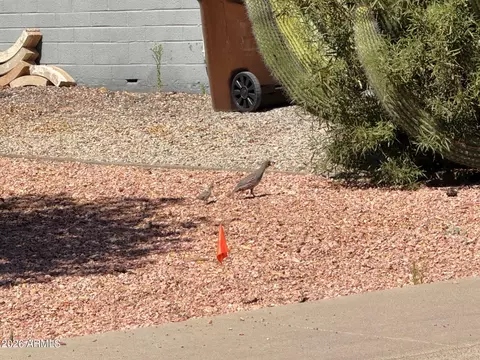 Other - 5832 E Colby St, Mesa, AZ 85205 photo 18 of 18