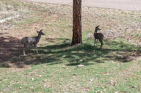 Other - 6456 W Kenny Cir, Pine, AZ 85544 photo 13 of 13