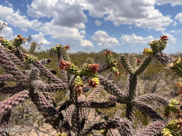 lot121 Valley Spgs #121, Douglas, AZ 85607