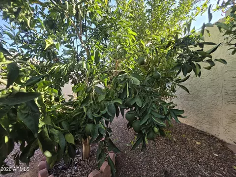7613 E Jan Ave, Mesa, AZ 85209 photo 17