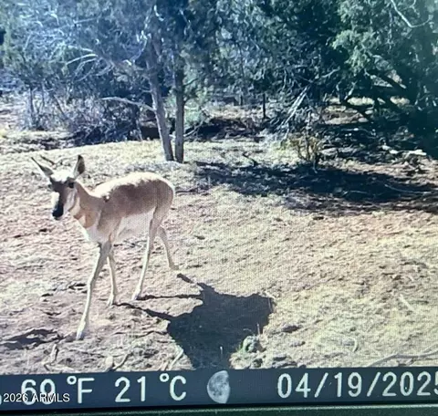 918 Wolf Rd #918, Ash Fork, AZ 86320 photo 8