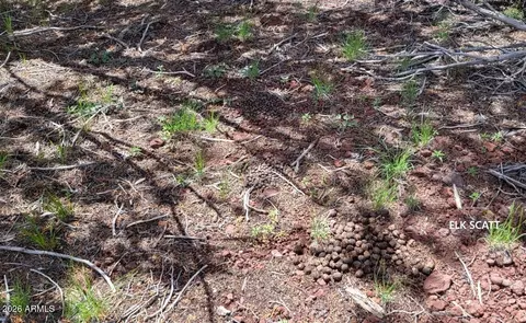 Other - 13664 Round Mountain Expy, Williams, AZ 86046 photo 8 of 31