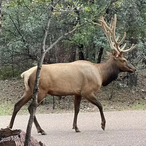 Other - 264 S Conifer Dr, Payson, AZ 85541 photo 12 of 13