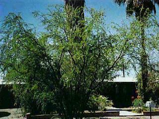 5650 E 6th St, Tucson, AZ 85711 photo 1