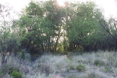 1279 W Hummingbird Ln, Benson, AZ 85602 photo 2