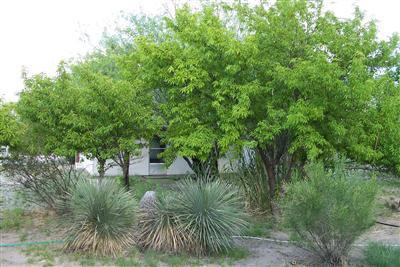 1279 W Hummingbird Ln, Benson, AZ 85602 photo 1
