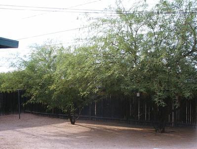 239 E Linden St, Tucson, AZ 85705 photo 6