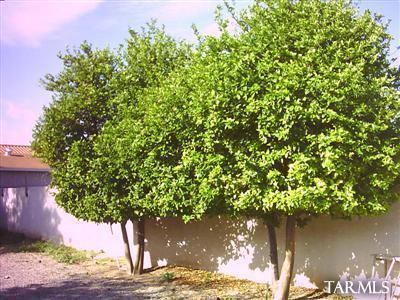 32 E Bilby Rd, Tucson, AZ 85706 photo 10