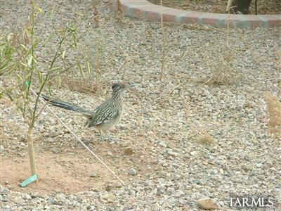 17003 S Vanilla Orchid Dr, Vail, AZ 85641 photo 20