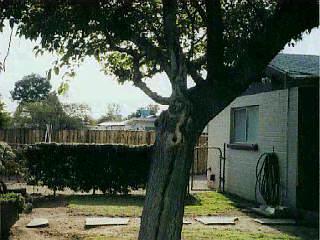 503 E Pastime Rd, Tucson, AZ 85705 photo 9