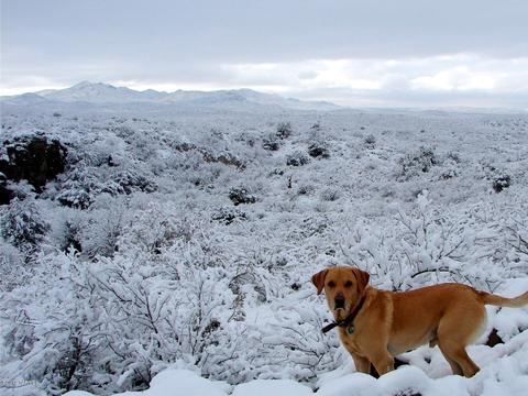 17130 E Marsh Station Rd, Vail, AZ 85641 photo 14