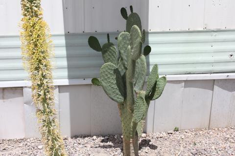 520 E Mohave Rd, Tucson, AZ 85705 photo 21