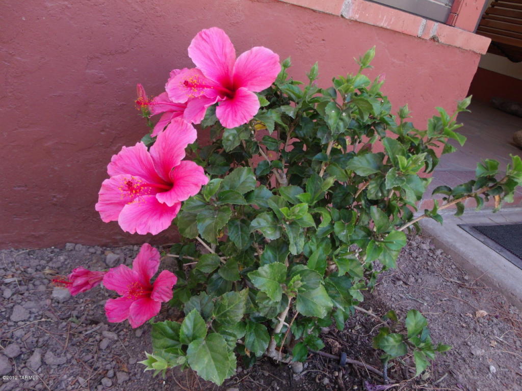 623 N Wells Ln, Willcox, AZ 85643 photo 7