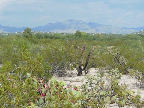 8451 E Cloud Rd, Tucson, AZ 85750 photo 3