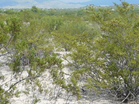 8451 E Cloud Rd, Tucson, AZ 85750 photo 7