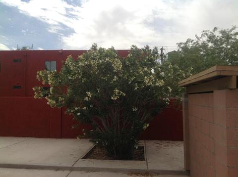1809 E Hedrick Dr, Tucson, AZ 85719 photo 12