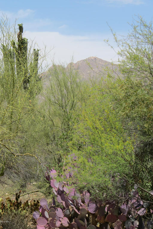 217 E Shadow Bluff Pl, Tucson, AZ 85704 photo 18