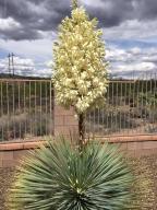 13755 S Galloping Dee Ct, Vail, AZ 85641 photo 40