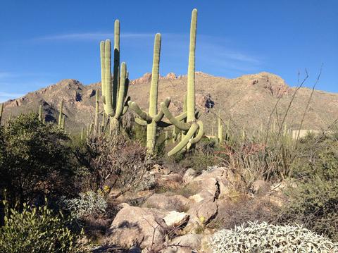 1663 E Sanctuary Cove Way, Tucson, AZ 85718 photo 1