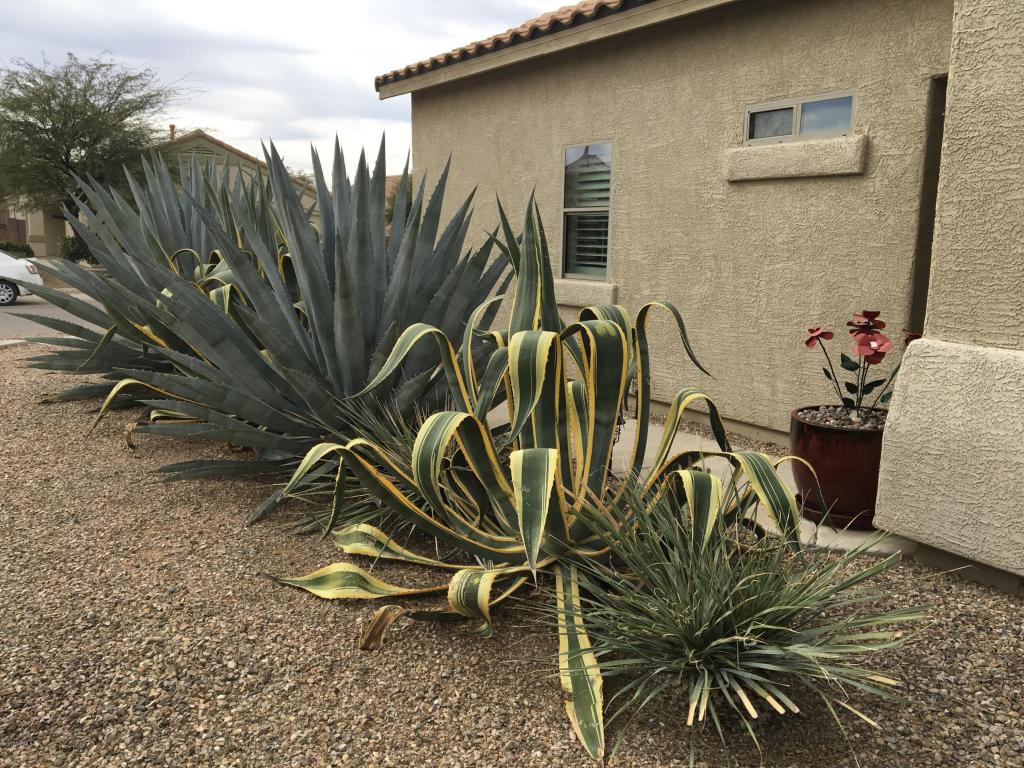 10529 E Bonpland Willow Dr, Tucson, AZ 85747 photo 28