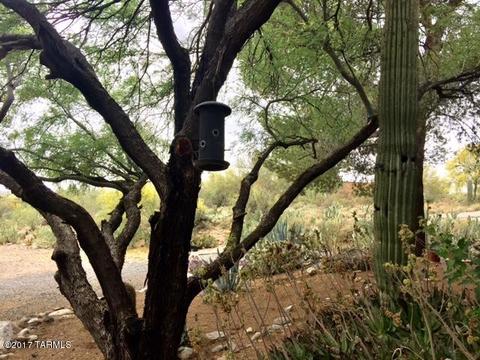 4845 E River Rd, Tucson, AZ 85718 photo 17