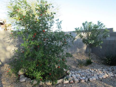 10670 E Greek Dr, Tucson, AZ 85747 photo 19
