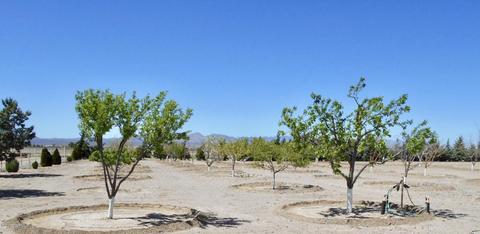 4075 W Webb Rd, Elfrida, AZ 85610 photo 5