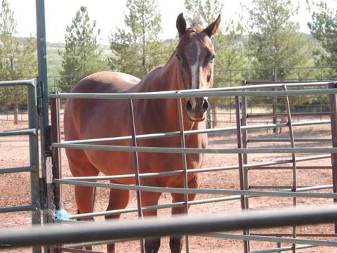 3357 Red Stag Rd, Pearce, AZ 85625 photo 4