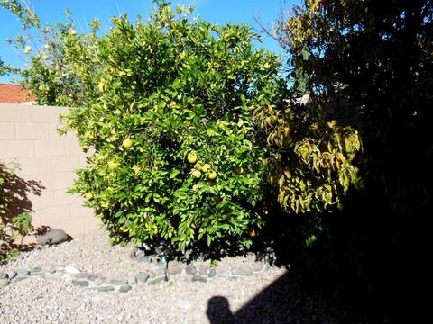 5149 E Circulo Las Cabanas, Tucson, AZ 85711 photo 19