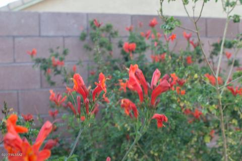 4033 E Shadow Branch Dr, Tucson, AZ 85756 photo 30