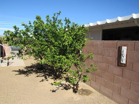 6080 E Thunder River Dr, Tucson, AZ 85756 photo 35