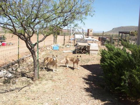 1088 E Pearce Rd, Pearce, AZ 85625 photo 3
