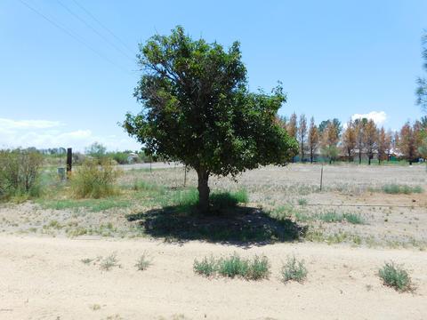 1845 N Taylor Rd, Willcox, AZ 85643 photo 7