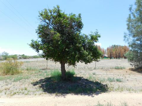 1845 N Taylor Rd, Willcox, AZ 85643 photo 6