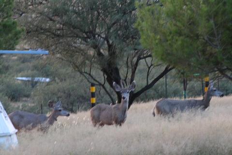 16825 S Cherokee Trl, Benson, AZ 85602 photo 34