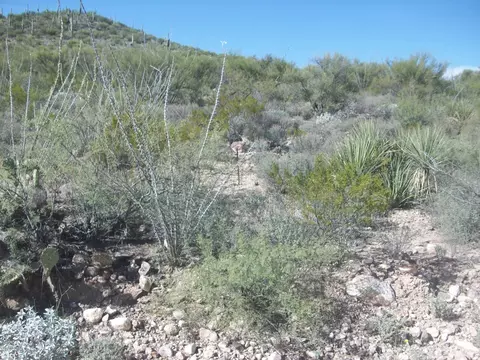 15606 E Colossal Cave Rd, Vail, AZ 85641 photo 2