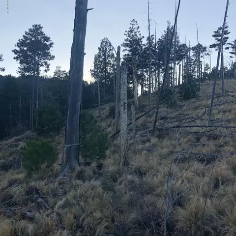 10991 E Ski Run Rd, Mount Lemmon, AZ 85619 photo 3
