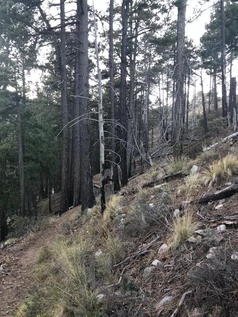 10991 E Ski Run Rd, Mount Lemmon, AZ 85619 photo 5