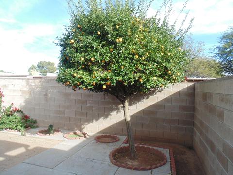 7630 E 42nd St, Tucson, AZ 85730 photo 13
