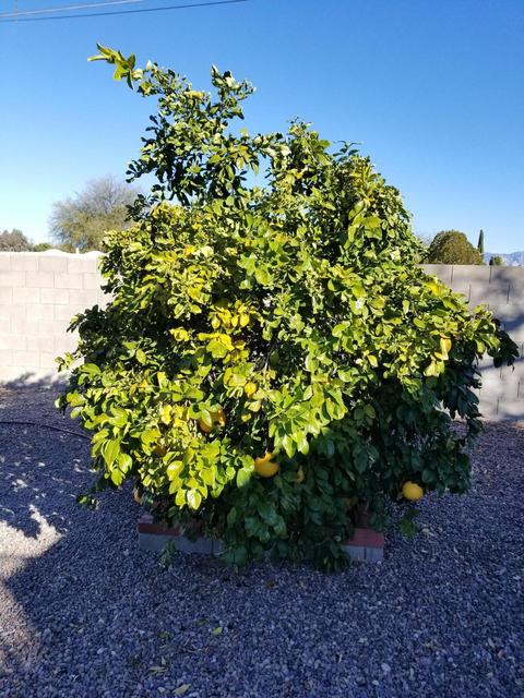 8533 E 19th St, Tucson, AZ 85710 photo 33