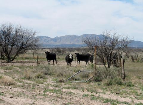 9959 S Sunray Rd, Willcox, AZ 85643 photo 18