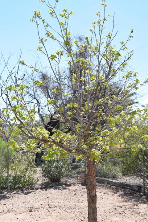 13335 E Garigans Gulch, Vail, AZ 85641 photo 3