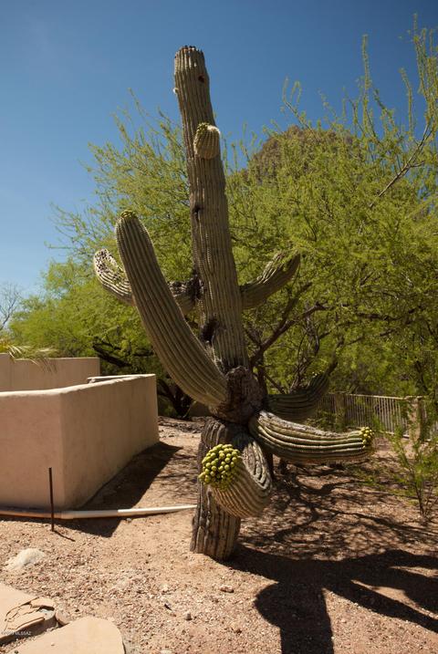 9804 E Forest Grove Loop, Tucson, AZ 85749 photo 41