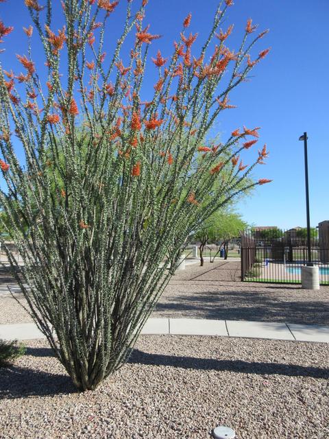 8457 S Gupta Dr, Tucson, AZ 85747 photo 32