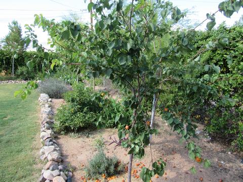 4813 E Mabel St, Tucson, AZ 85712 photo 30